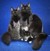 Black-Maine-Coon-Family.jpg