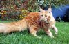 Maine_coon_мейн_кун.jpg