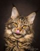 maine-coon46.jpg